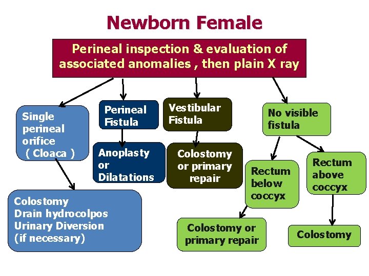Newborn Female Perineal inspection & evaluation of associated anomalies , then plain X ray