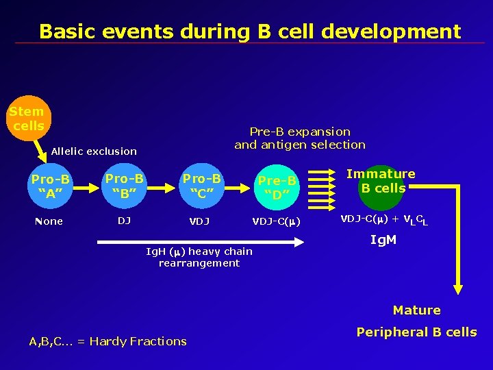 Basic events during B cell development Stem cells Pre-B expansion and antigen selection Allelic