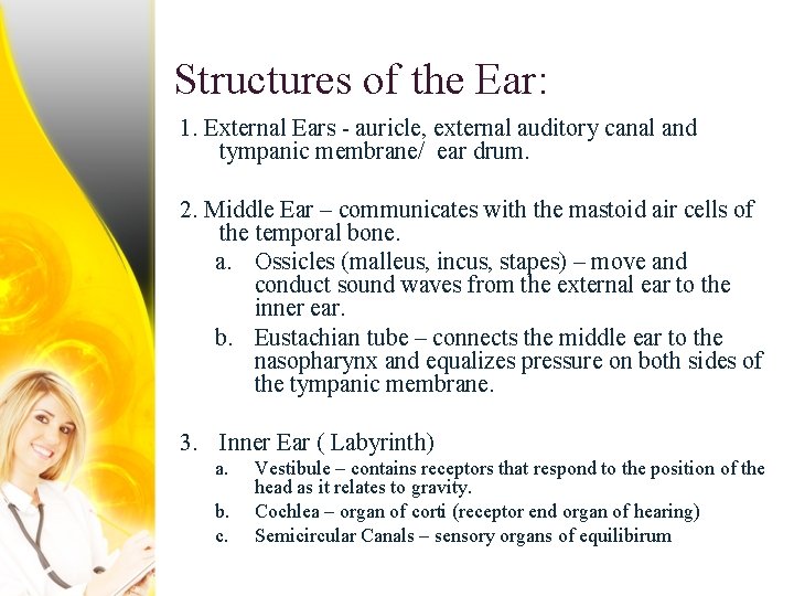 Structures of the Ear: 1. External Ears - auricle, external auditory canal and tympanic