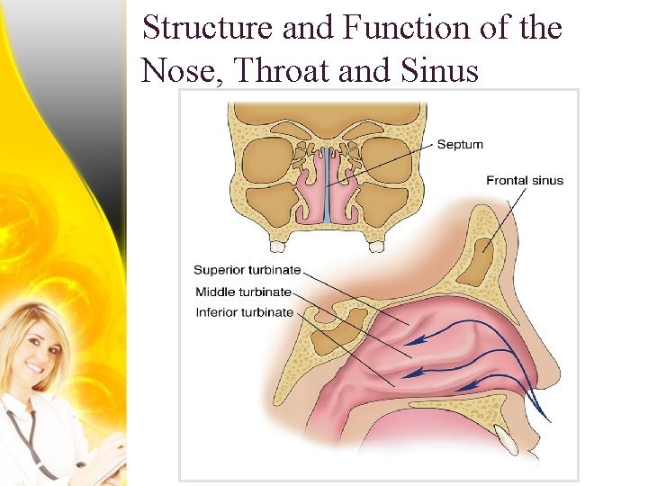 Structure and Function of the Nose, Throat and Sinus 