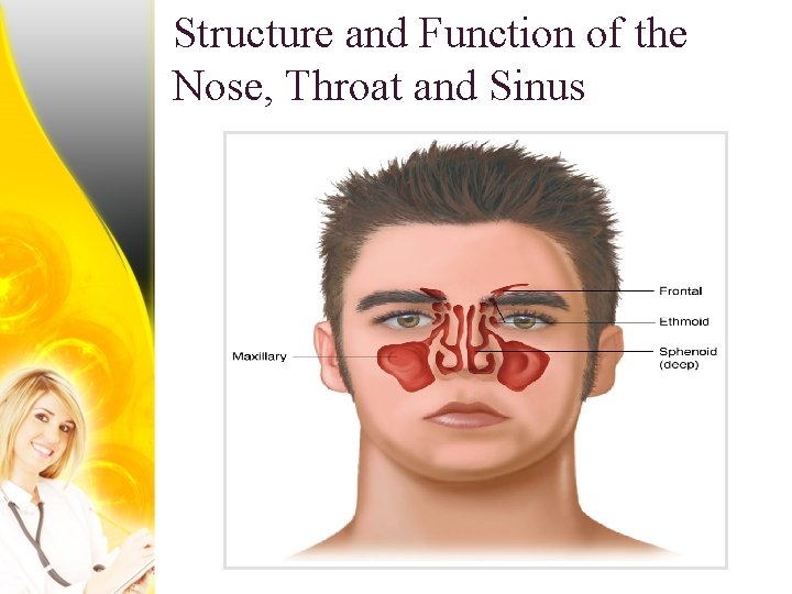 Structure and Function of the Nose, Throat and Sinus 