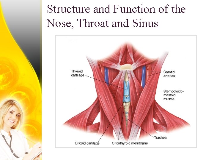 Structure and Function of the Nose, Throat and Sinus 