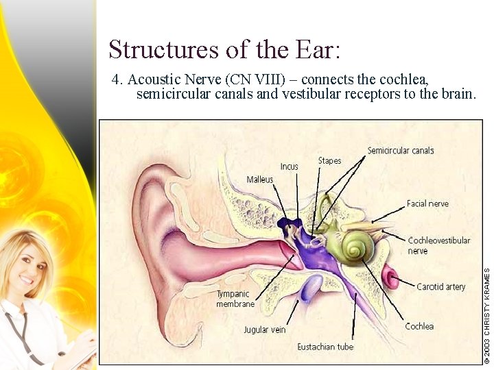 Structures of the Ear: 4. Acoustic Nerve (CN VIII) – connects the cochlea, semicircular