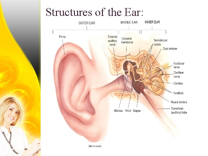 Structures of the Ear: 