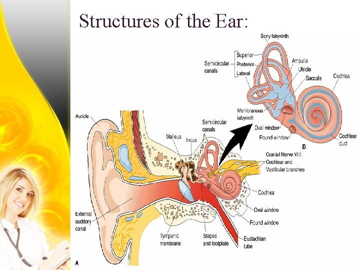 Structures of the Ear: 