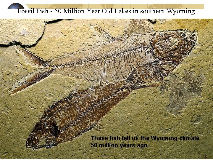 Fossil Fish - 50 Million Year Old Lakes in southern Wyoming These fish tell