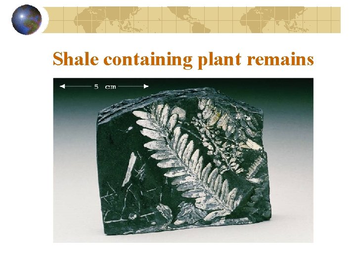 Shale containing plant remains 