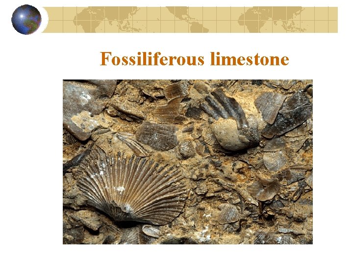 Fossiliferous limestone 