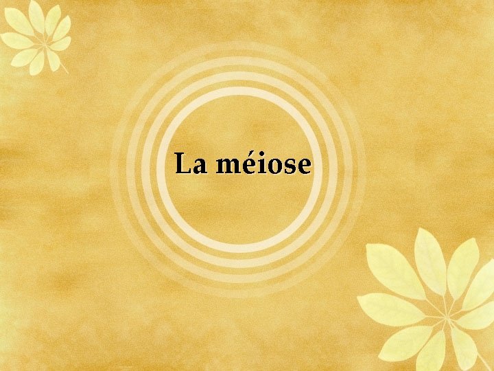 La méiose 