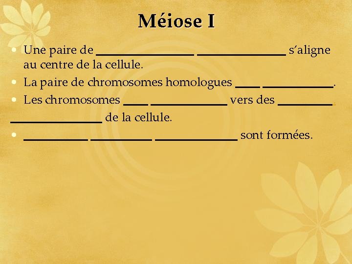 Méiose I • Une paire de s’aligne au centre de la cellule. • La