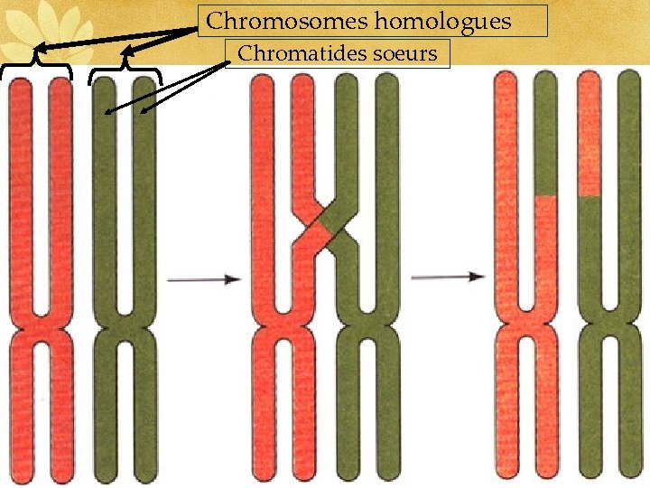 Chromosomes homologues Chromatides soeurs 