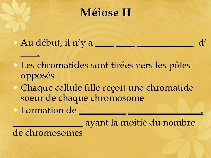 Méiose II • Au début, il n’y a. d’. • Les chromatides sont tirées