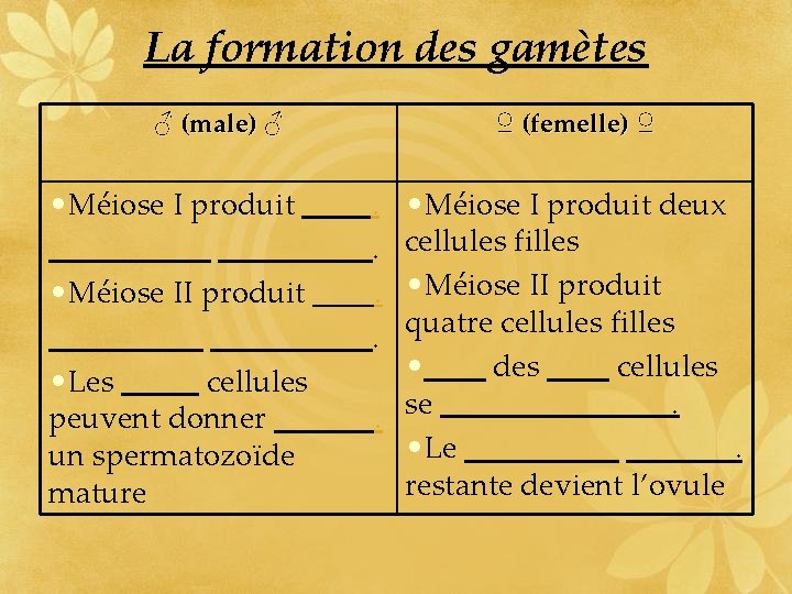 La formation des gamètes ♂ (male) ♂ • Méiose I produit • Méiose II