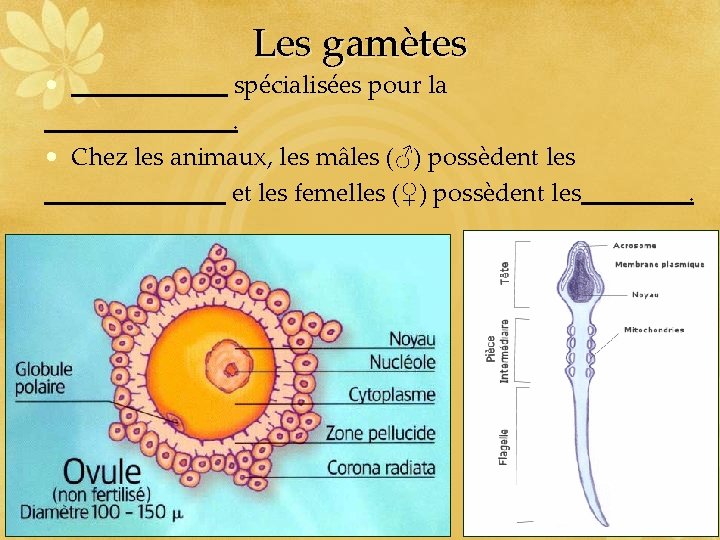  • Les gamètes spécialisées pour la. • Chez les animaux, les mâles (♂)