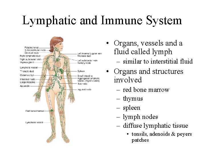 Lymphatic and Immune System • Organs, vessels and a fluid called lymph – similar