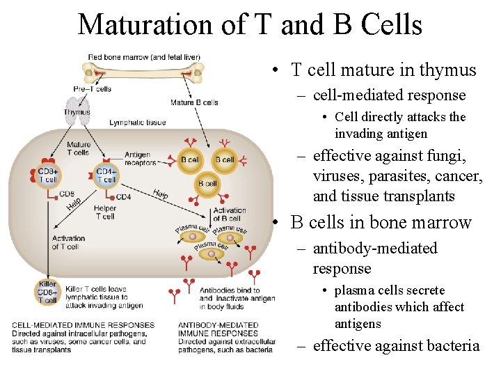 Maturation of T and B Cells • T cell mature in thymus – cell-mediated