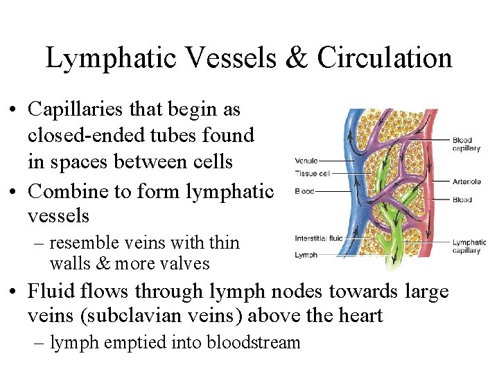 Lymphatic Vessels & Circulation • Capillaries that begin as closed-ended tubes found in spaces
