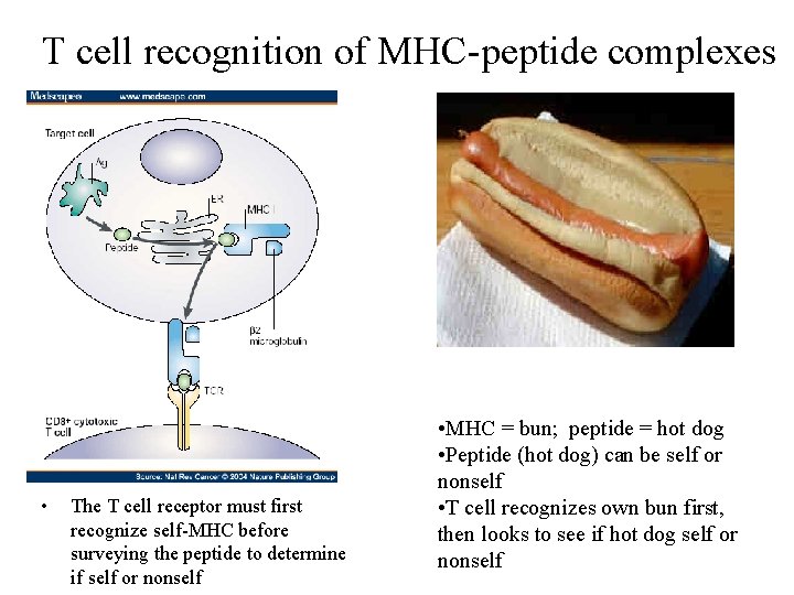 T cell recognition of MHC-peptide complexes • The T cell receptor must first recognize