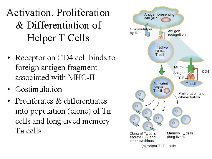 Activation, Proliferation & Differentiation of Helper T Cells • Receptor on CD 4 cell