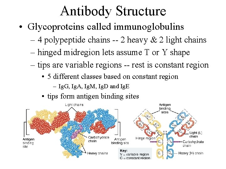 Antibody Structure • Glycoproteins called immunoglobulins – 4 polypeptide chains -- 2 heavy &