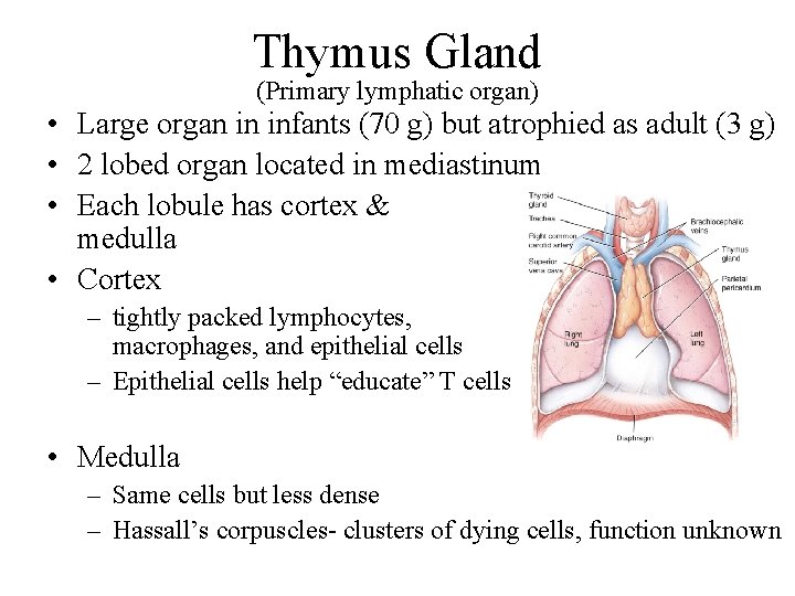 Thymus Gland (Primary lymphatic organ) • Large organ in infants (70 g) but atrophied