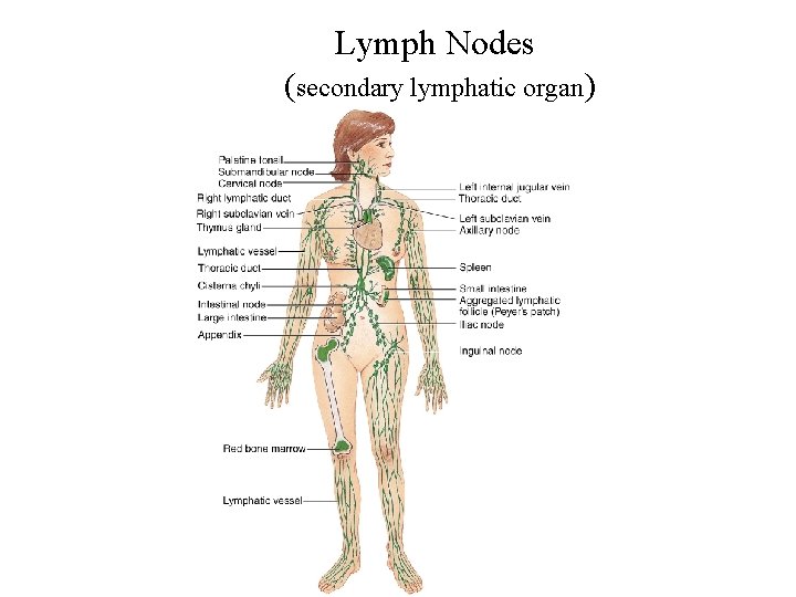 Lymph Nodes (secondary lymphatic organ) 