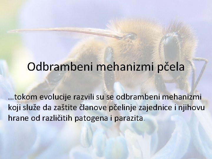 Odbrambeni mehanizmi pčela …tokom evolucije razvili su se odbrambeni mehanizmi koji služe da zaštite