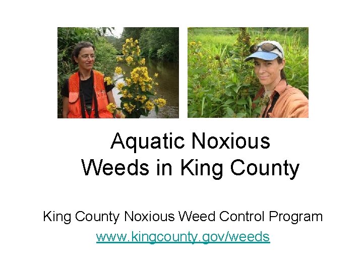 Aquatic Noxious Weeds in King County Noxious Weed Control Program www. kingcounty. gov/weeds 