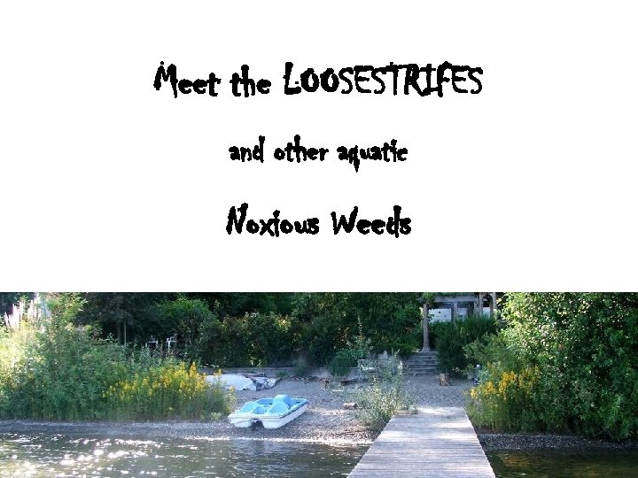 Meet the LOOSESTRIFES and other aquatic Noxious Weeds 