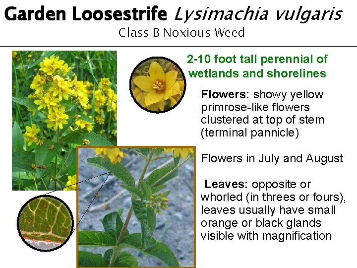 Garden Loosestrife Lysimachia vulgaris Class B Noxious Weed 2 -10 foot tall perennial of