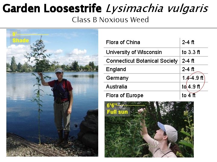 Garden Loosestrife Lysimachia vulgaris Class B Noxious Weed 9’ Shade Flora of China 2