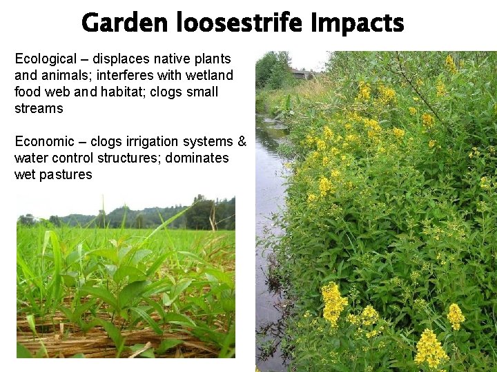 Garden loosestrife Impacts Ecological – displaces native plants and animals; interferes with wetland food