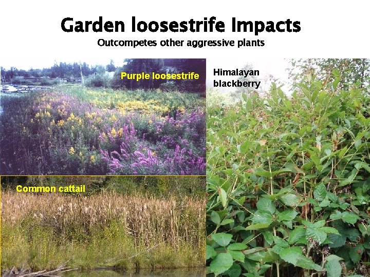 Garden loosestrife Impacts Outcompetes other aggressive plants Purple loosestrife Common cattail Himalayan blackberry 