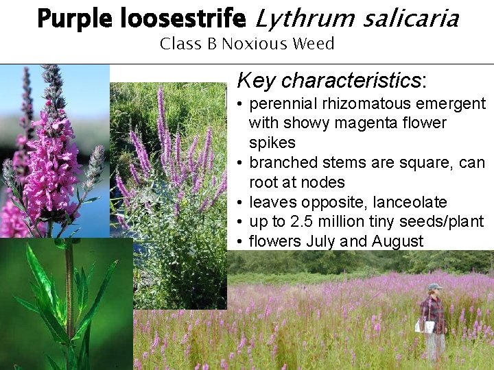 Purple loosestrife Lythrum salicaria Class B Noxious Weed Key characteristics: • perennial rhizomatous emergent