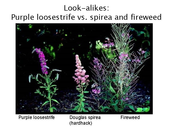 Look-alikes: Purple loosestrife vs. spirea and fireweed Purple loosestrife Douglas spirea (hardhack) Fireweed 