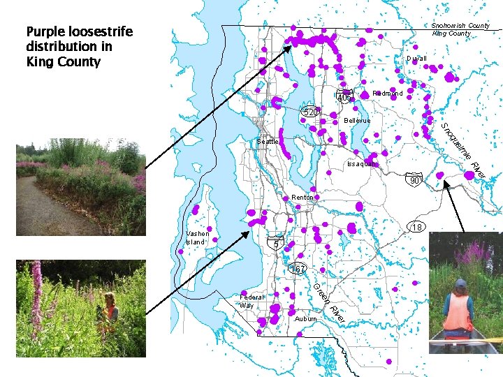 Snohomish County King County Purple loosestrife distribution in King County Duvall 405 520 Redmond