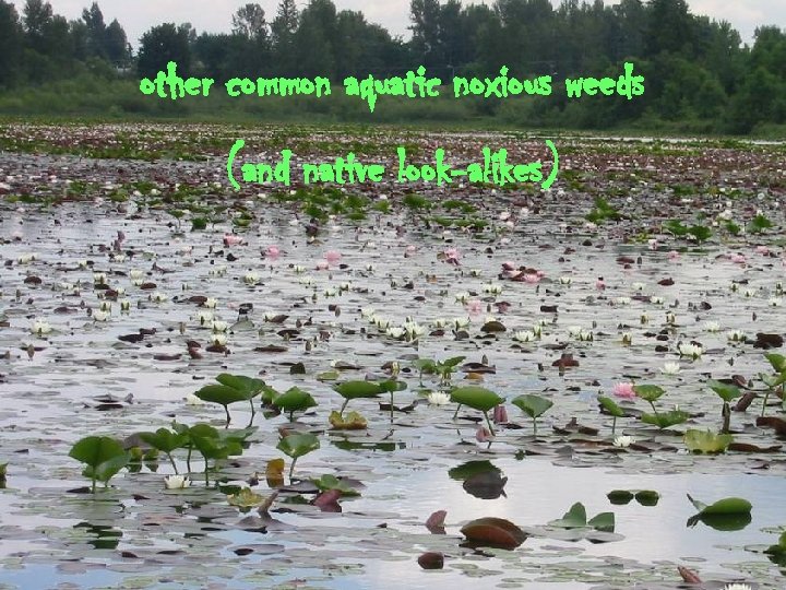 other common aquatic noxious weeds (and native look-alikes) 