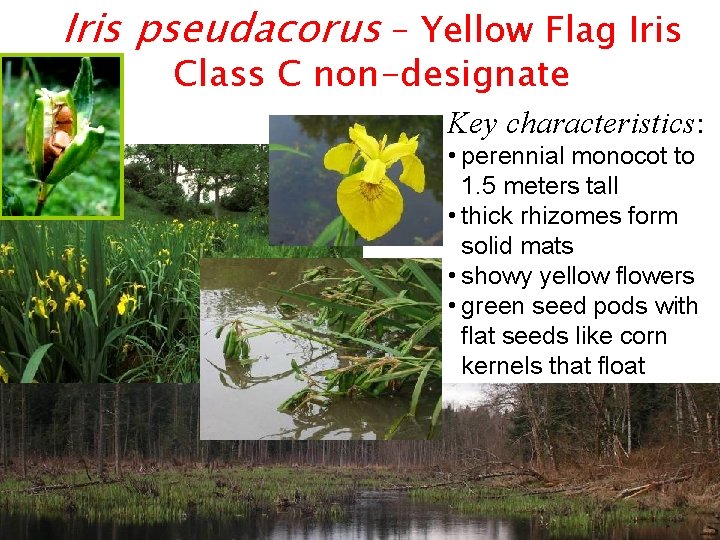 Iris pseudacorus – Yellow Flag Iris Class C non-designate Key characteristics: • perennial monocot