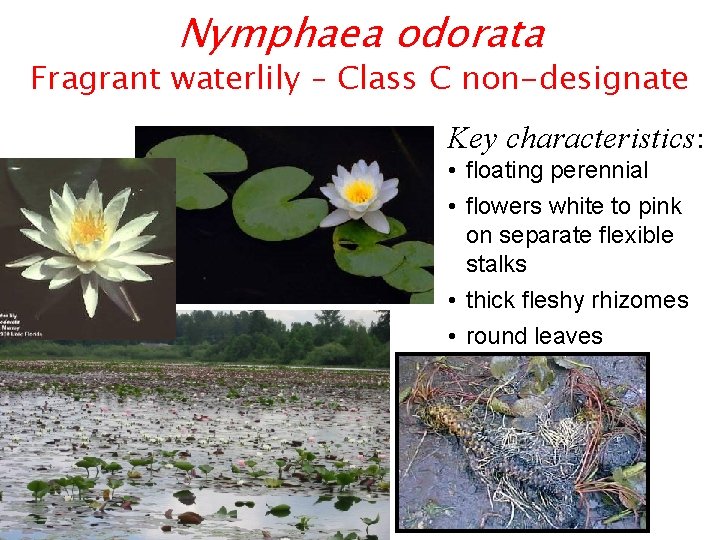 Nymphaea odorata Fragrant waterlily – Class C non-designate Key characteristics: • floating perennial •