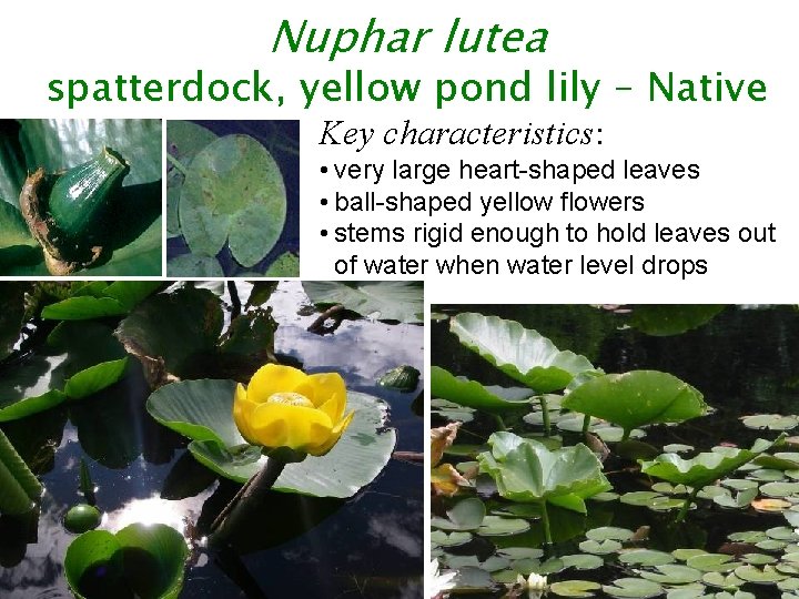 Nuphar lutea spatterdock, yellow pond lily – Native Key characteristics: • very large heart-shaped