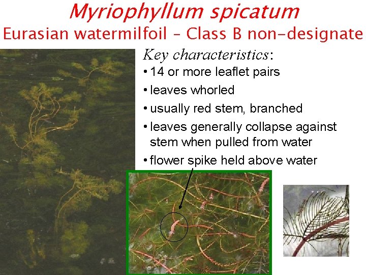 Myriophyllum spicatum Eurasian watermilfoil – Class B non-designate Key characteristics: • 14 or more