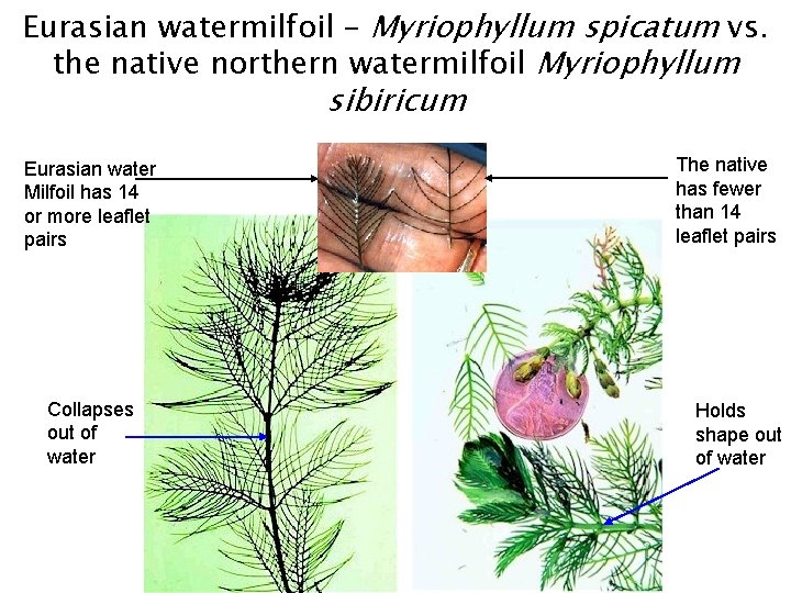 Eurasian watermilfoil – Myriophyllum spicatum vs. the native northern watermilfoil Myriophyllum sibiricum Eurasian water