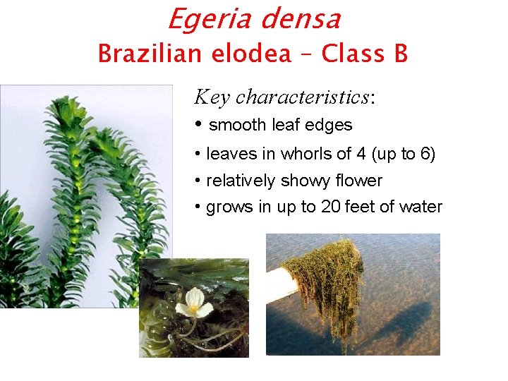 Egeria densa Brazilian elodea – Class B Key characteristics: • smooth leaf edges •