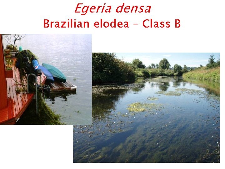 Egeria densa Brazilian elodea – Class B 