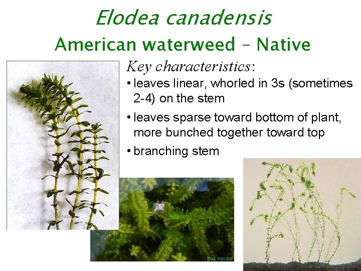 Elodea canadensis American waterweed – Native Key characteristics: • leaves linear, whorled in 3