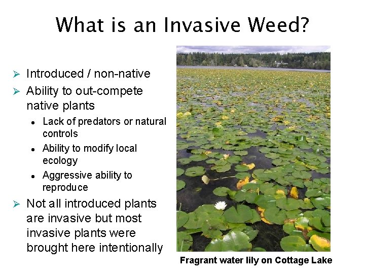 What is an Invasive Weed? Introduced / non-native Ø Ability to out-compete native plants