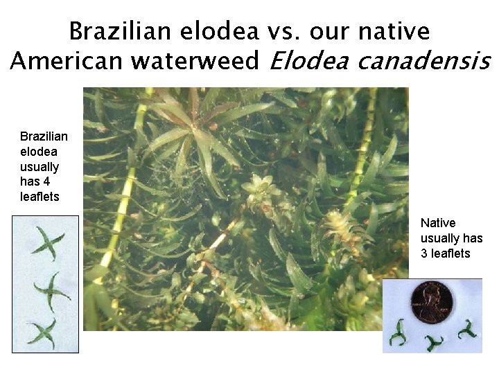 Brazilian elodea vs. our native American waterweed Elodea canadensis Brazilian elodea usually has 4