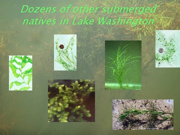 Dozens of other submerged natives in Lake Washington 