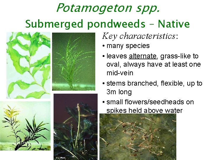 Potamogeton spp. Submerged pondweeds – Native Key characteristics: • many species • leaves alternate,