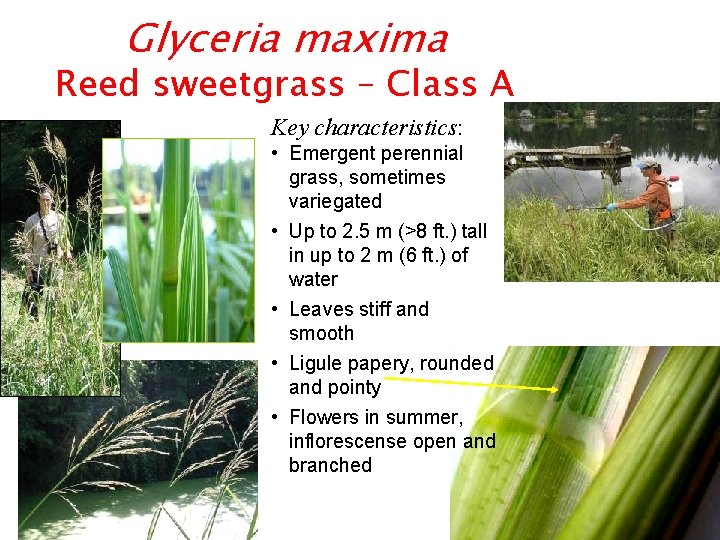 Glyceria maxima Reed sweetgrass – Class A Key characteristics: • Emergent perennial grass, sometimes